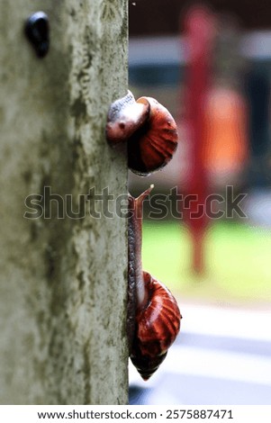 Escargots or Lissachatina fulica are land snails that are easy to keep and in some places even consumed.