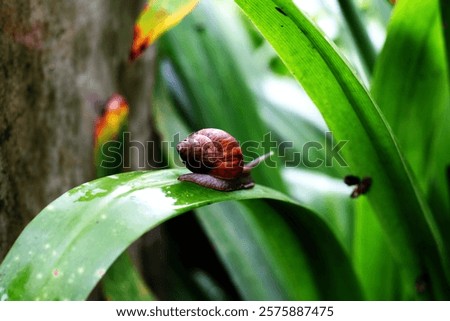 Escargots or Lissachatina fulica are land snails that are easy to keep and in some places even consumed.