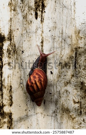 Escargots or Lissachatina fulica are land snails that are easy to keep and in some places even consumed.
