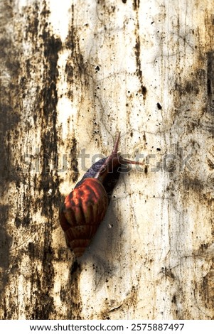 Escargots or Lissachatina fulica are land snails that are easy to keep and in some places even consumed.