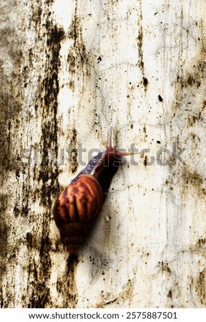 Escargots or Lissachatina fulica are land snails that are easy to keep and in some places even consumed.