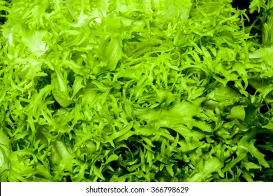 Escarole Or Broad-leaved Endive