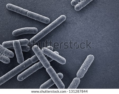 Escherichia coli bacteria close up