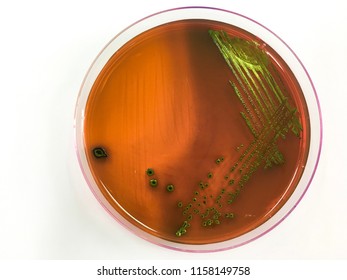 Escherichia Coli Grow On Eosin Methylene Blue Agar.