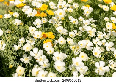 Eschscholzia California poppy, white and orange flowers, Ashsholtsia California Poppy White Linen - Powered by Shutterstock