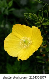 Eschscholzia californica, the California poppy, golden poppy, California sunlight or cup of gold, is a species of flowering plant in the family Papaveraceae, native to the United States and Mexico. 