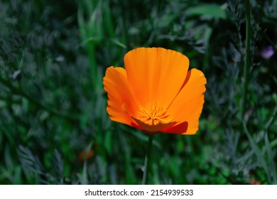 Eschscholzia californica, the California poppy, golden poppy, California sunlight or cup of gold, a species of flowering plant in the family Papaveraceae, native to the United States and Mexico. 