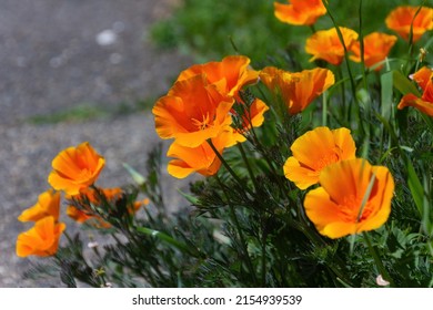 Eschscholzia californica, the California poppy, golden poppy, California sunlight or cup of gold, a species of flowering plant in the family Papaveraceae, native to the United States and Mexico. 