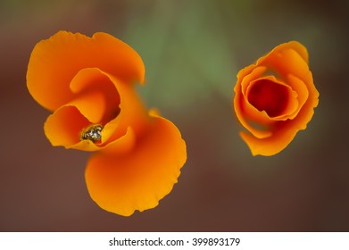 Eschscholzia Californica, Yellow And Orange Poppy Wild Flowers, Official State Flower Of California.