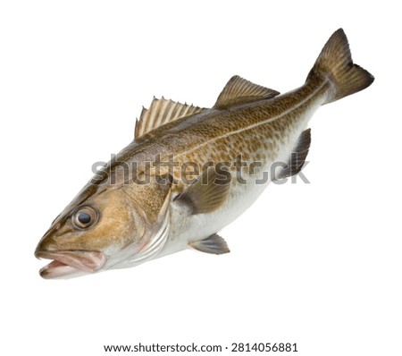 Escolar Cod Highly Realistic Cold Water Fish With Isolated On White Background