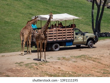 Escondido, CA / USA - 05/05/2019: Giraffes Next To A Safari Truck At The San Diego Zoo Safari Park