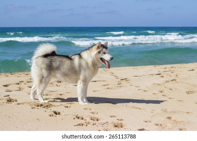 Eskimo dog on sea beach 