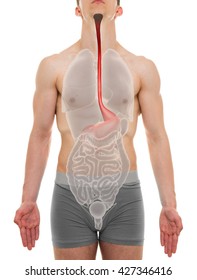 Esophagus Male - Internal Organs Anatomy - 3D Illustration