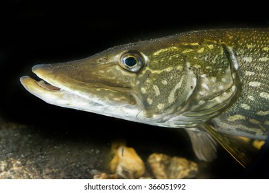 Esox Lucius - Pike Fish