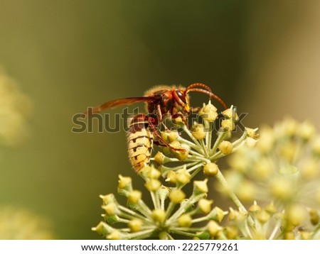 espa crabro | Queen European hornet, largest wasp in Europe. Yellow abdomen striped of black with teardrop designs in them, yellow face. Head and thorax reddish-brown and mahogany