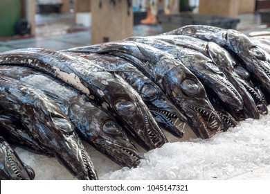 Espada Preta Fish Of Madeira On Crushed Ice At The Funchal Fish Market. Black Scabbardfish, Aphanopus Carbo, Is A Bathypelagic Cutlassfish Of The Family Trichiuridae