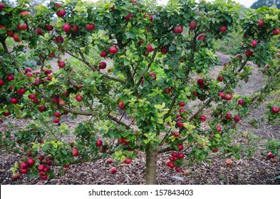Espalier apple tree
