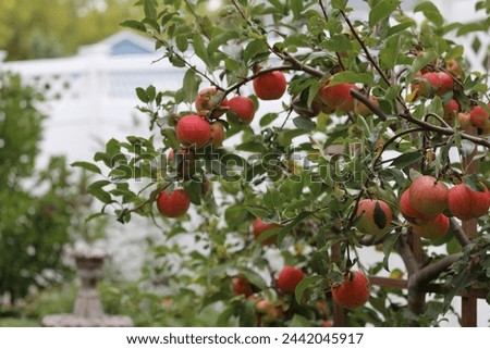 An Espalier Apple Tree with branches laden with a multitude of ripening Fuji apples in the summer in Trevor, Wisconsin, USA