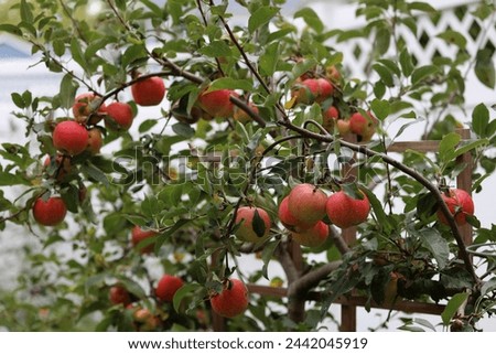 An Espalier Apple Tree with branches laden with a multitude of ripening Fuji apples in the summer in Trevor, Wisconsin, USA