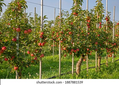 Espalier Apple Trees With Beautiful Apples Ready To Harvest In Orchard Near Lynden, Washington.