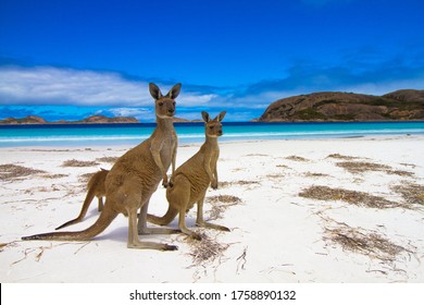 Пляж Кенгуру Западная Австралия Лаки Бэй
