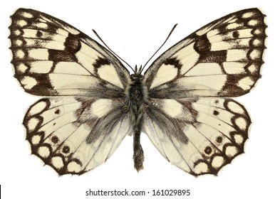 Esper's Marbled White butterfly (Melanargia russiae) isolated on white background