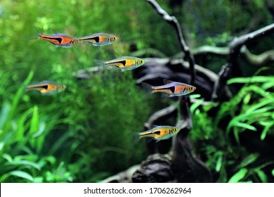 The Espe's rasbora (false harlequin rasbora, lambchop rasbora) in freshwater aquarium. Trigonostigma espei is a small very friendly schooling fish perfect for any planted community aquarium.