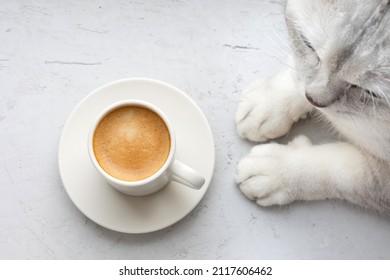 Espresso On A Grey Background And A Cat On A Coffee Break