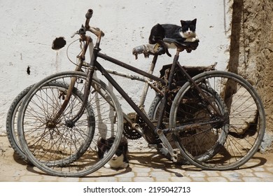 Essaouira Morrocco Black Bicycle Cat