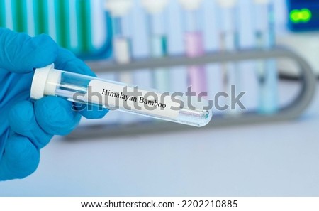 Essential aroma oil in test tube for Analysis  Laboratory Test Himalayan Bamboo