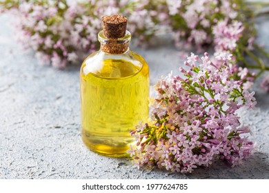 Essential Oil In Bottle With Blooming Valerian Plant