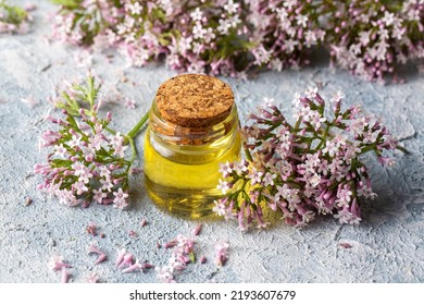 Essential Oil In Bottle With Blooming Valerian Plant