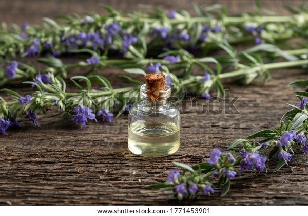 Essential oil\
bottle with fresh blooming hyssop\
plant