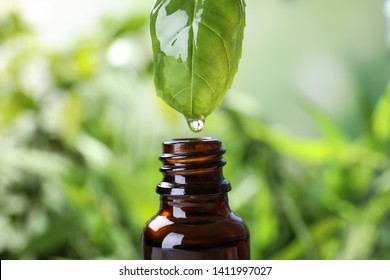 Essential Oil Dripping From Basil Leaf Into Glass Bottle On Blurred Background, Closeup