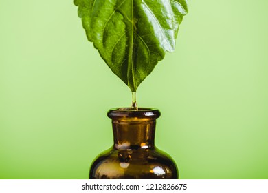 Essential Oil Dripping From Leaf Into Glass Bottle Isolated On Green