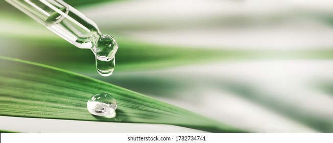 Essential Oil Drop From Dropper On Green Leaf. Beauty, Wellness And Body Care. Banner