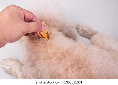 Essential Oil Spot-on Pipette Drips On Pet Dog To Restore Skin Hydration And Reinforcing Skin Barrier Function