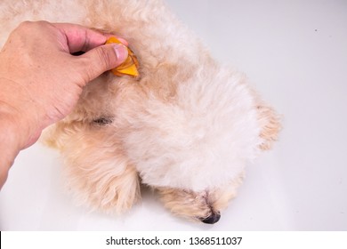 Essential Oil Spot-on Pipette Drips On Pet Dog To Restore Skin Hydration And Reinforcing Skin Barrier Function