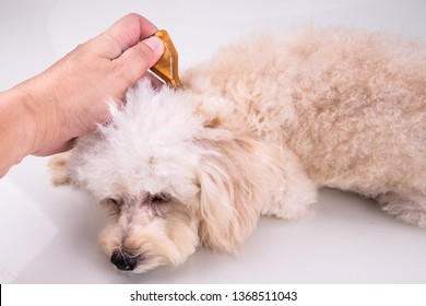 Essential Oil Spot-on Pipette Drips On Pet Dog To Restore Skin Hydration And Reinforcing Skin Barrier Function