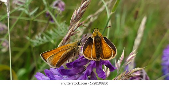 An Essex Skipper Butterfly Couple