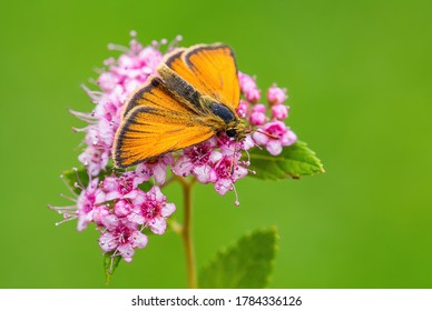 Essex Skipper - Thymelicus lineola, beautiful small orange butterfly from European meadows, Zlin, Czech Republic.