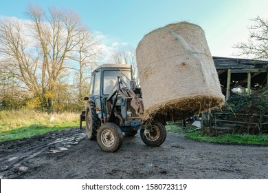 Essex, UK - Circa November 2019: Farmer Seen Transporting A Large Bale Of Hay On A Dairy Farm During Early Winter. The Bale Is Used For Livestock Feed During The Winter Months.