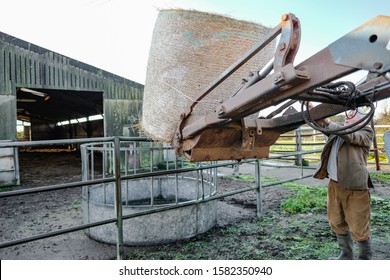 Essex, UK - Circa November 2019: Dairy Farmer Seen Un Securing A Large Bale Of Hay Seen On A Tractor Near A Cow Shed. The Bale Will Be Dropped Into The Round Manger, Used As Winter Feed For Livestock.