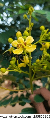 Iohar vel juar nomen est genus arboris durae producentis ad familia Fabaceae (=Leguminosae, legumina).  