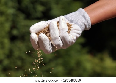 Establishing A Lawn. A Female Gloved Hand Sowing Grass Seeds. 