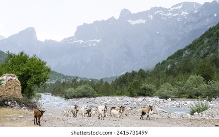 Establishing shot of the beautiful alpine mountains of Albania with sheep and goats running over the hillsides. - Powered by Shutterstock