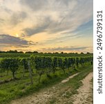 Wölffer Estate vineyard in Sagaponack, the Hamptons, at Sunset.  Long Island wines.