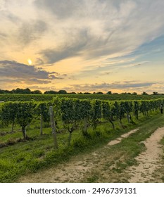 Wölffer Estate vineyard in Sagaponack, the Hamptons, at Sunset.  Long Island wines.