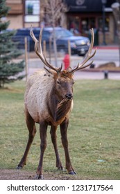 Estes Park, Colorado / USA November 10, 2018 Bull Elk In The Middle Of Downtown Park With Cars In The Background