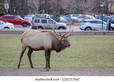 Estes Park, Colorado / USA November 10, 2018 Bull Elk In The Middle Of Downtown Park With Cars In The Background